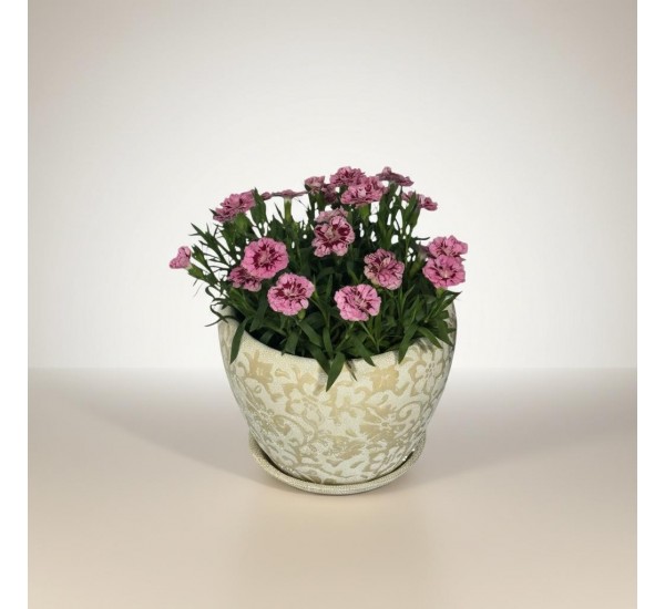 Özel Saksılı Karanfil